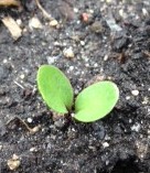 Seedling